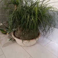 بنسای لیندا