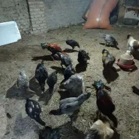 برهما اصل و لاری اصل افقان|حیوانات مزرعه|بندر ترکمن, |دیوار