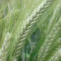 بذر تریتیکاله اصل آمریکا کالیفرنیا73وانواع بذر جو