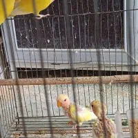 کوتوله برزیلی مولد|پرنده|مرند, |دیوار