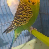 مرغ عشق انگلیسی