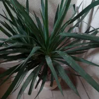 دو عدد گل یوکا وحشی