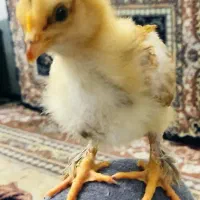 ده عدد جوجه کم‌نظیر دو رگ برهما ریشو لاری