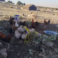 خروس  یک سال|حیوانات مزرعه|گوآور, |دیوار