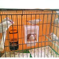 فنچ نرگسی شکلاتی