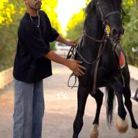 برکت میشود(اسب)