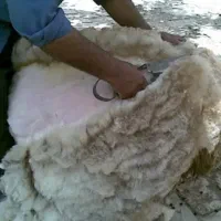 پشم گوسفند