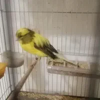 قناری رسمی بلند ماده