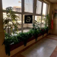 کاج مطبق*ایده برتر گل آرایی*برگ انجیری ابلق|گل مصنوعی|تهران, بازار|دیوار