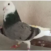 کبوتر و شازده فقط یجایی آخرش|پرنده|ری, شهرک نظامی|دیوار