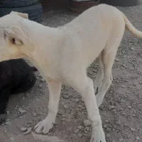 سگ اصفهانی وژرمن
