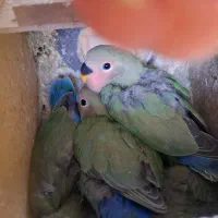 جوجه کوتوله برزیلی