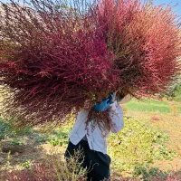 جارو محلی روستای ورمقان