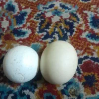 سنگ آسیاب اصل به شرط