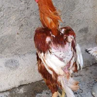 خروس لاری|حیوانات مزرعه|دهگلان, |دیوار