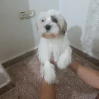 واگذاری یک قلاده سگ شیتزو کراس  ماده شش ماهه