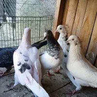 کفتر|پرنده|قم, شهید صیاد شیرازی|دیوار