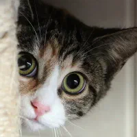 واگذاری گربه