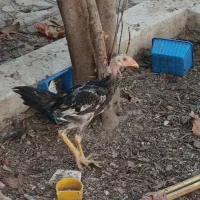 جوجه لاری|حیوانات مزرعه|شیراز, محراب|دیوار