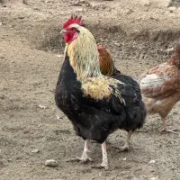 خروس محلی،مرندی،رسمی،بومی