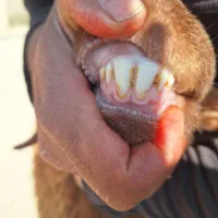 ۱۰بره ماده کاور دودندان