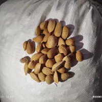 بادام شیرین و درشت