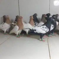 دسته ۲۶تایی پرشی ماده رنگی