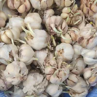 سیرمحلی دانه درشت آماده نشا|خدمات باغبانی و درختکاری|فومن, |دیوار