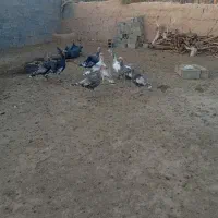 سلام عرض ادب|حیوانات مزرعه|اسفراین, |دیوار