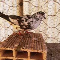 کفتر ماده|پرنده|اصفهان, شاهزید|دیوار