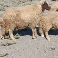 ورن سنجابی|حیوانات مزرعه|سرپل ذهاب, |دیوار