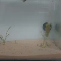 ماهی و اکواریم شیشه خم|ماهی|زاهدان, |دیوار