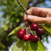 چیدن گیلاس در شهر مراغه