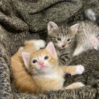 واگذاری بچه گربه