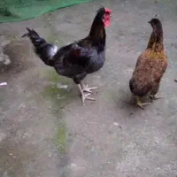 مرغ و خروس فروشی|حیوانات مزرعه|آستارا, |دیوار