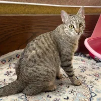واگذاری گربه