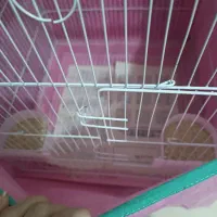 ۴ عدد مرغ عشق رایگان|پرنده|رشت, کوی مهر|دیوار