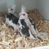 عروس هلندی سرلاکی