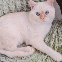 گربه پرشین اسکاتیش نر