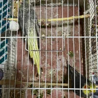 عروس هلندی.طوطی عروس