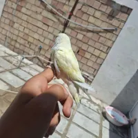 طوطی برزیلی