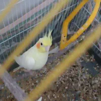 عروس هلندی دستی|پرنده|مهریز, |دیوار