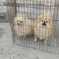 پامر خرسی عروسکی|سگ|بندرعباس, |دیوار