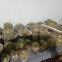 گل کاکتوس|گل و گیاه طبیعی|قوچان, |دیوار