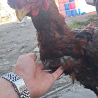 خروس لاری تاج مهر|حیوانات مزرعه|بابل, |دیوار