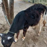 گوساله نر|حیوانات مزرعه|اطاقور, |دیوار