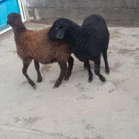 هترو قره قزل افشار