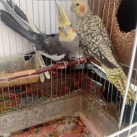 عروس هلندی بالغ