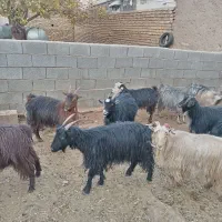 بز آبستن نزدیک|حیوانات مزرعه|درودزن, |دیوار