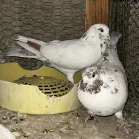 کبوتر پلاکی دوکت